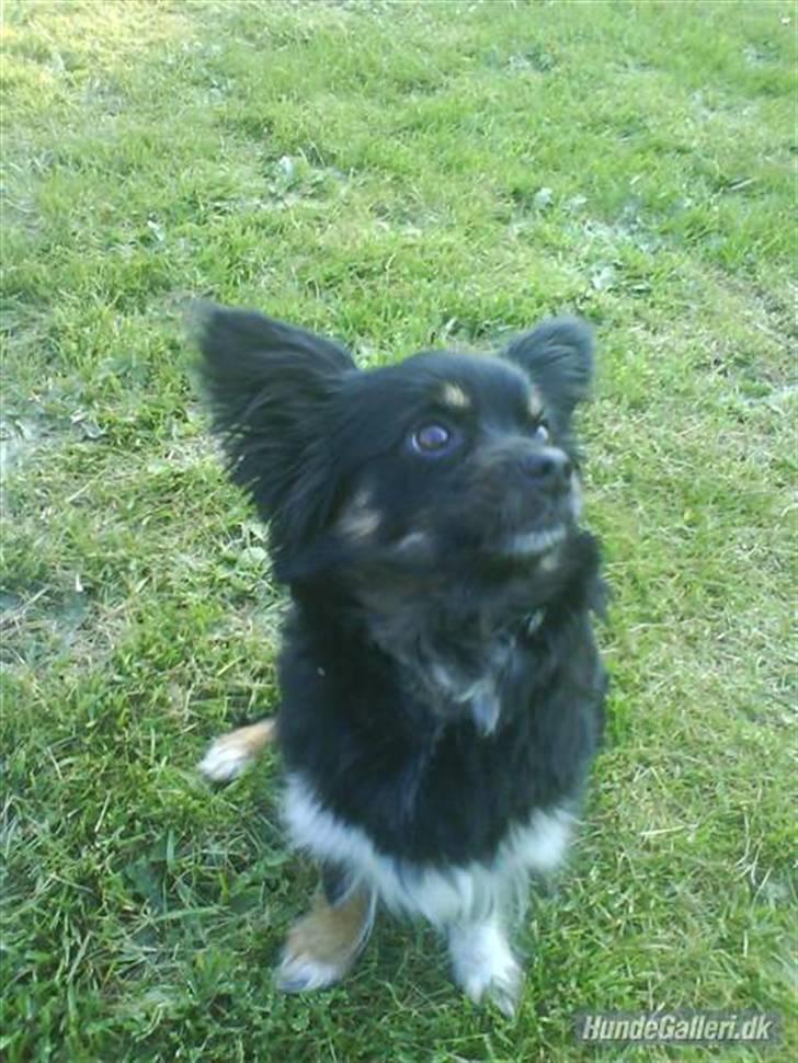 Blanding af racer Mulle RIP 07/02-2012 - Mulle den lille prinsesse billede 1