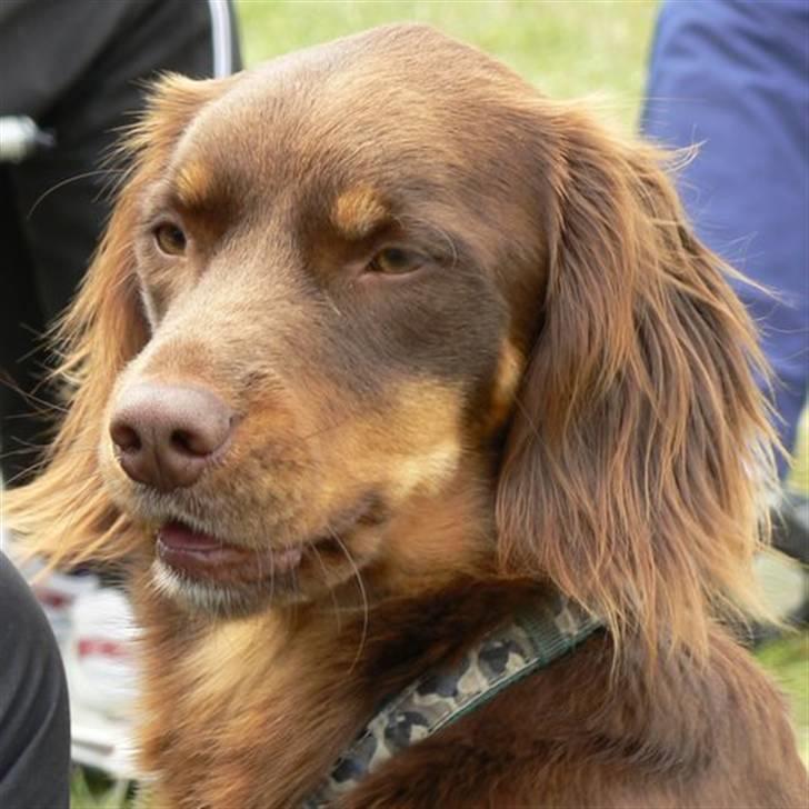 Blanding af racer Bonzo - Bonzo i profil billede 1