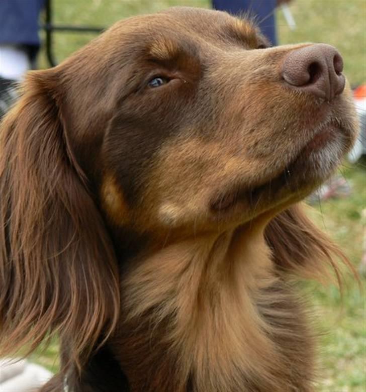 Blanding af racer Bonzo - Bonzo i profil billede 2