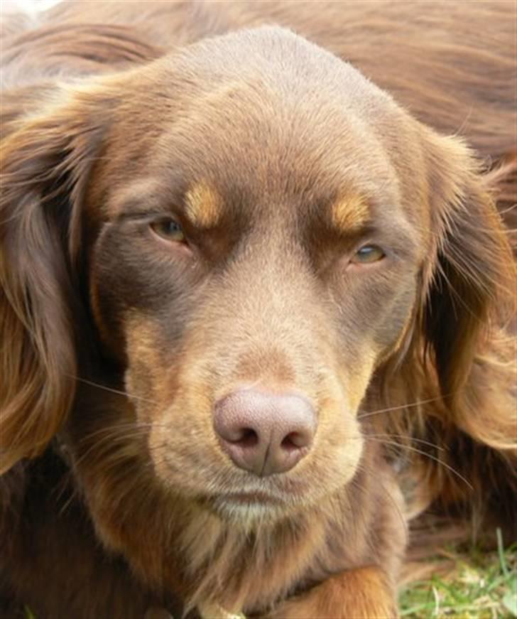 Blanding af racer Bonzo - Bonzo i profil billede 3