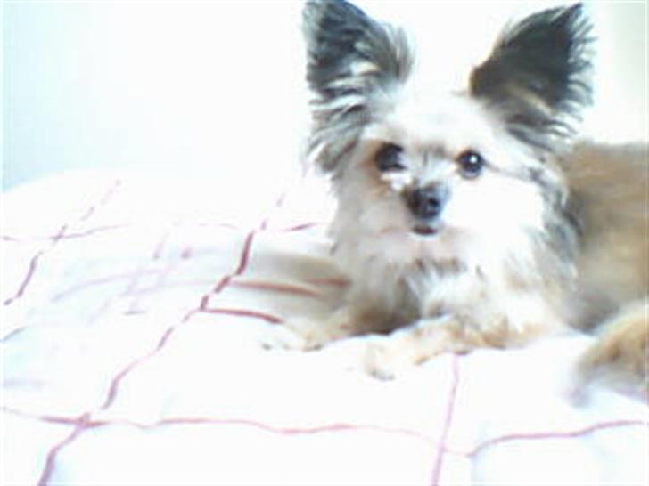 Blanding af racer Tulle R.I.P 12/3- 2009 - Tulle som prinsesse:) billede 1