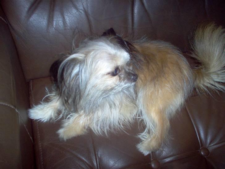 Blanding af racer Tulle R.I.P 12/3- 2009 - søde lille tulle(gammelt) billede 2