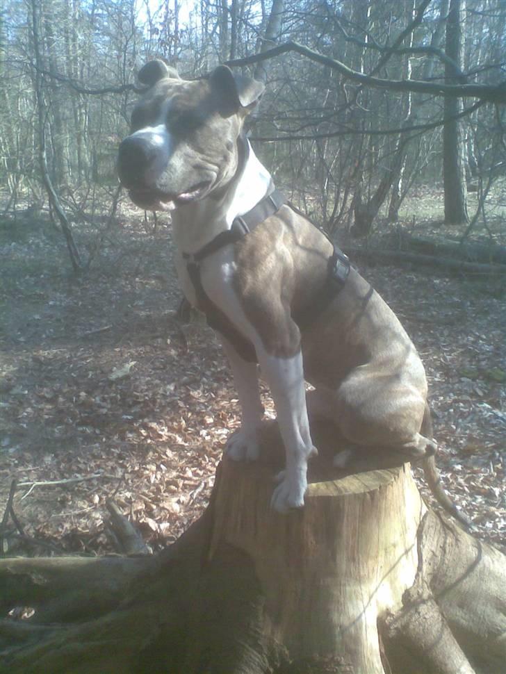 Amerikansk staffordshire terrier Chaggy billede 6