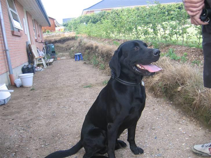 Labrador retriever Sammi R.I.P  - Sidder jeg pænt nok nu ;´) <33 billede 17