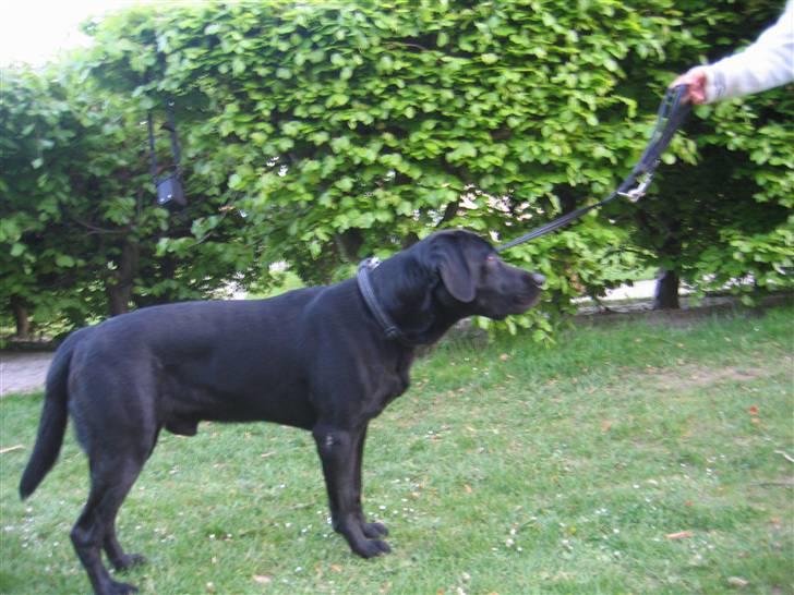 Labrador retriever Sammi R.I.P  - Et profil billede <3 billede 18
