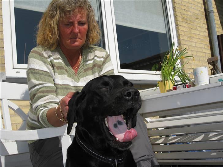 Labrador retriever Sammi R.I.P  - Gaaab, hvor er det trættende at lege hele eftermiddagen <3 billede 19