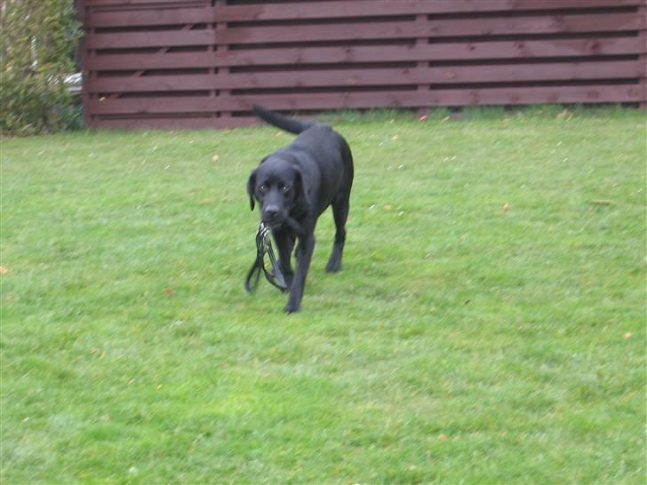 Labrador retriever Sammi R.I.P  - Nu kommer jeg ;) billede 20
