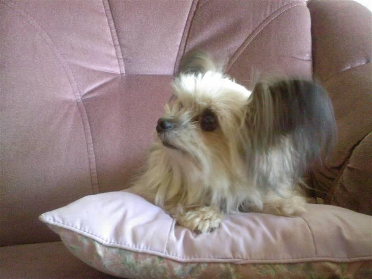 Blanding af racer Tulle R.I.P 12/3- 2009 - Jeg observerer.. billede 4