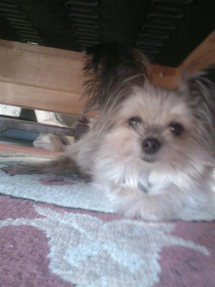 Blanding af racer Tulle R.I.P 12/3- 2009 - det her mit private gemmested..... men det forstår mor ikke:) billede 5