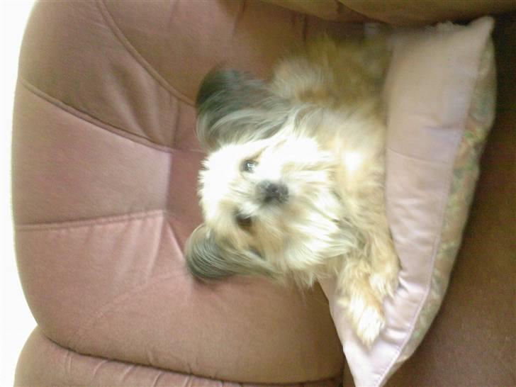 Blanding af racer Tulle R.I.P 12/3- 2009 - smukke mig billede 6