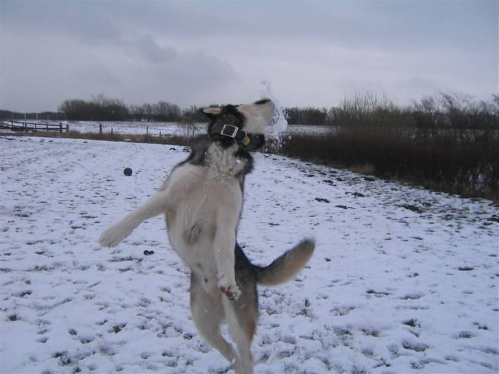 Alaskan malamute Alma noatuns Gejst Amlet  - Elsker at fange snebolde.. billede 13