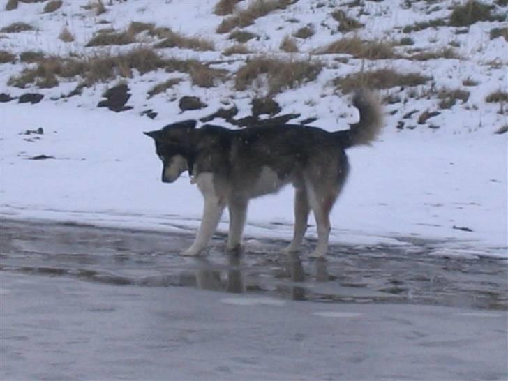 Alaskan malamute Alma noatuns Gejst Amlet  - Der var vand under isen.. billede 14