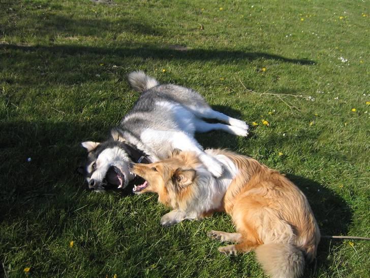 Alaskan malamute Alma noatuns Gejst Amlet  - Vi leger.. billede 15