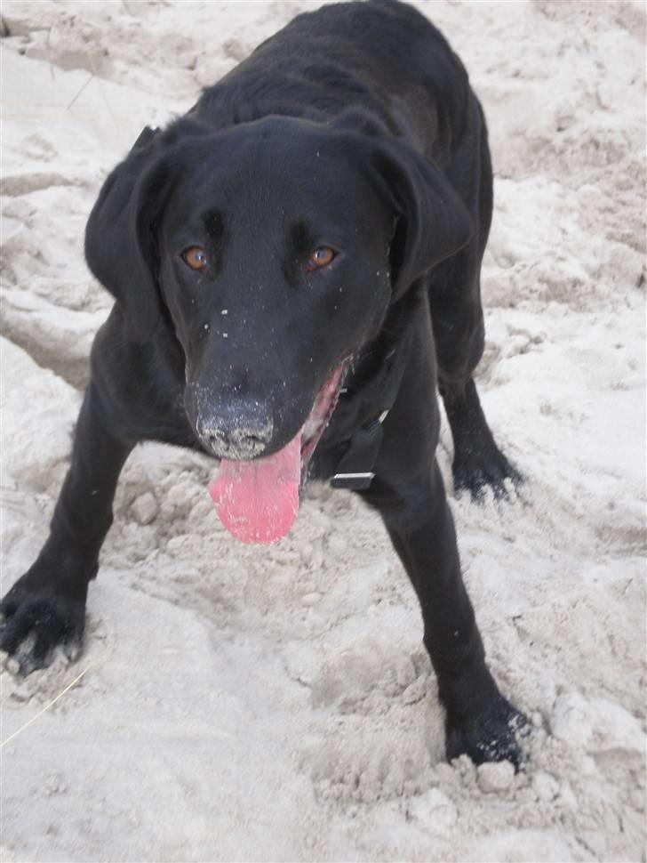 Labrador retriever Ringo - Bingo på stranden :p billede 1