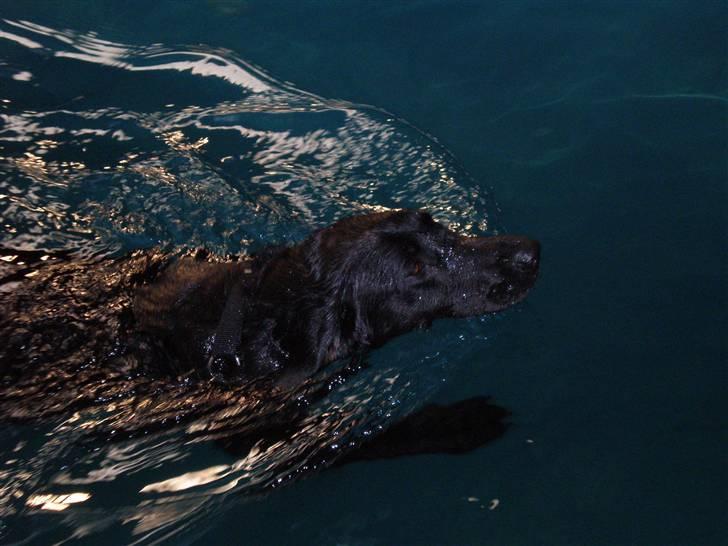 Labrador retriever Ringo - Han svømmer ca. en gang i ugen (: se os video på min profil billede 2