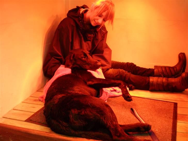 Labrador retriever Ringo - Så er vi i sol efter at ha været ude og svømme, det er bar lækkert 8D billede 3