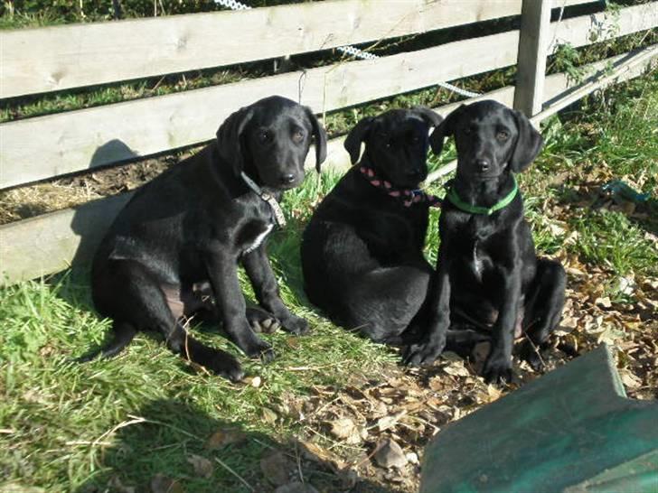 Labrador retriever Ringo - Da vi var ude og kigge på ham, ham helt ude til venstre, sammen med sin bror, og søster ude til højre :) billede 4