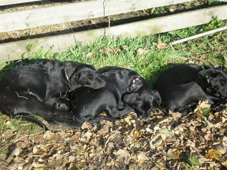 Labrador retriever Ringo - Igen , de sover bare :´) billede 5