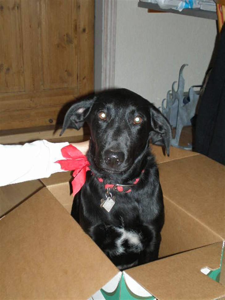 Labrador retriever Ringo - Juleaften xD med fin rød sløjfe :p billede 6