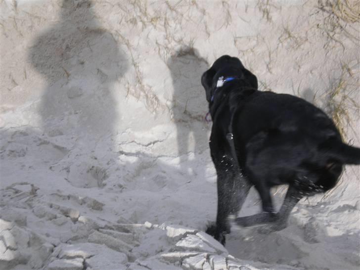 Labrador retriever Ringo - fuld firspring på stranden (: billede 7
