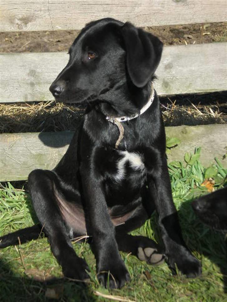 Labrador retriever Ringo - sidder lige så pænt :) billede 8