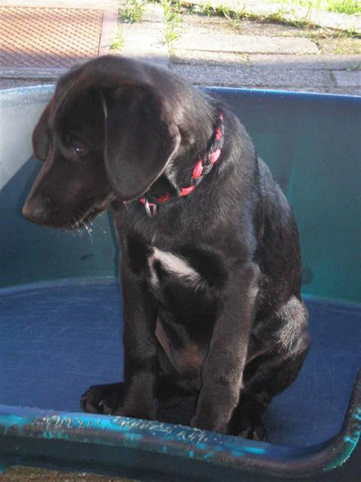 Labrador retriever Ringo - ´ århh sys nu den er lidt stort den kasse her ? ´ billede 9