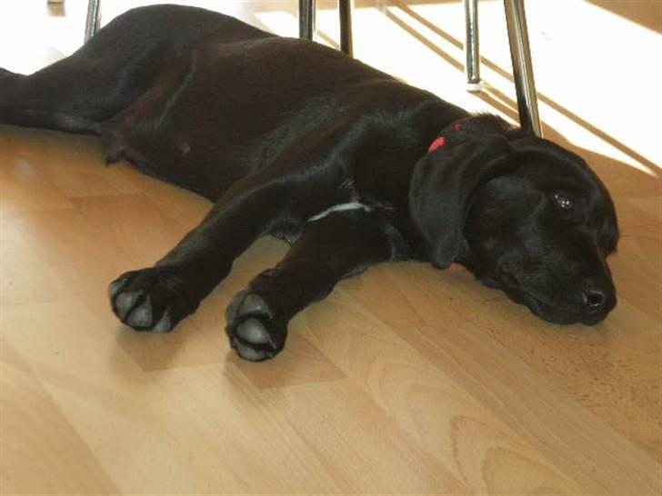 Labrador retriever Ringo - flader ud :p billede 10