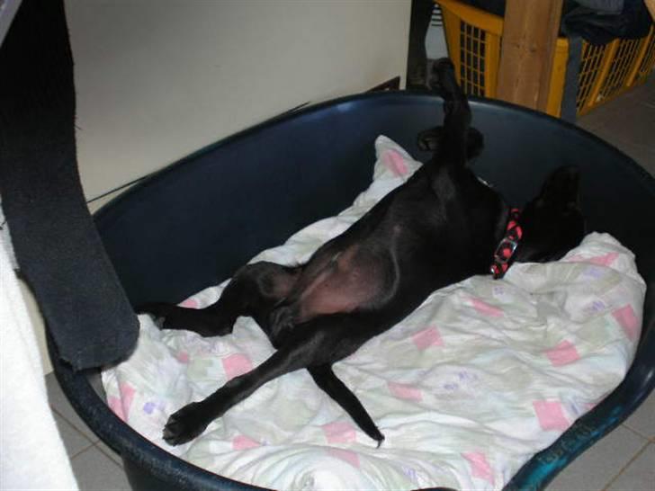 Labrador retriever Ringo - Ja, sådan ligger han tit og sover :p billede 11