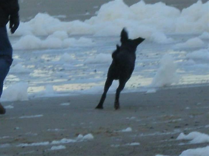 Labrador retriever Ringo - wuw :p billede 12