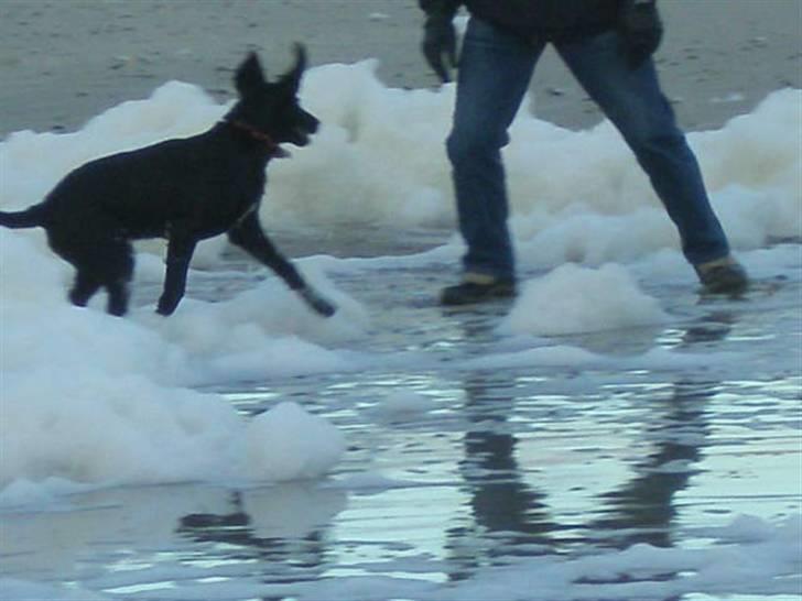 Labrador retriever Ringo - skum xD billede 13