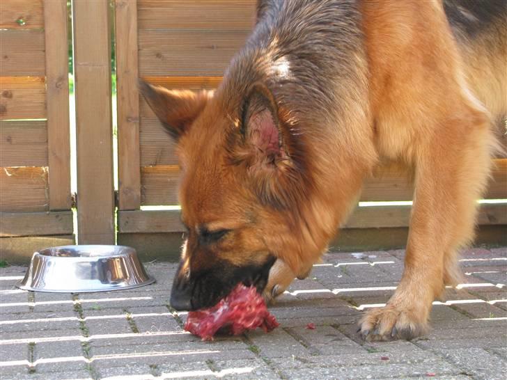 Schæferhund Bonnie  * R.I.P.* billede 12