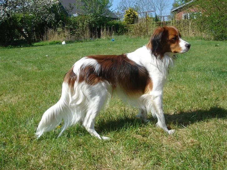 Kooikerhondje Høgedals Mailo billede 17