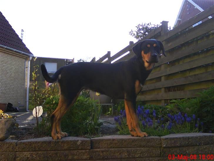 Blanding af racer Freja himmelhund - se hvor fin jeg er billede 12