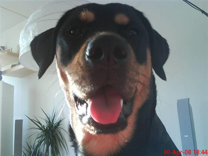 Blanding af racer Freja himmelhund - close up pyha det er varmt billede 13