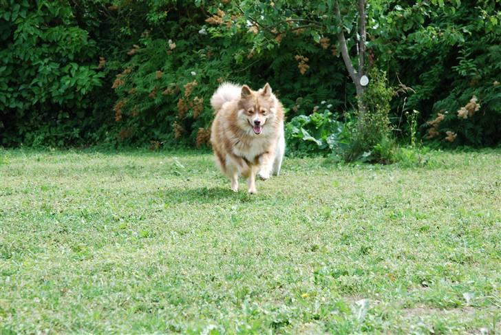 Finsk lapphund Lapinlumon Dalvi - Troja 16 måneder  billede 4