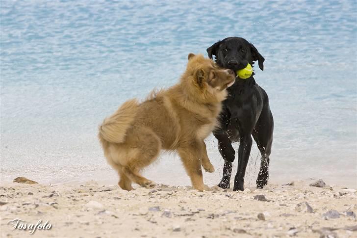 Finsk lapphund Lapinlumon Dalvi - Troja med sin bedste veninde Molly billede 9