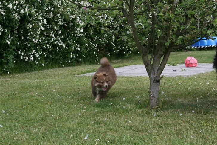 Finsk lapphund Lapinlumon Dalvi - Troja 9 uger i fuld 4 spring billede 10