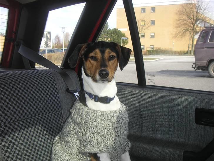 Dansk svensk gaardhund Speedy  billede 13