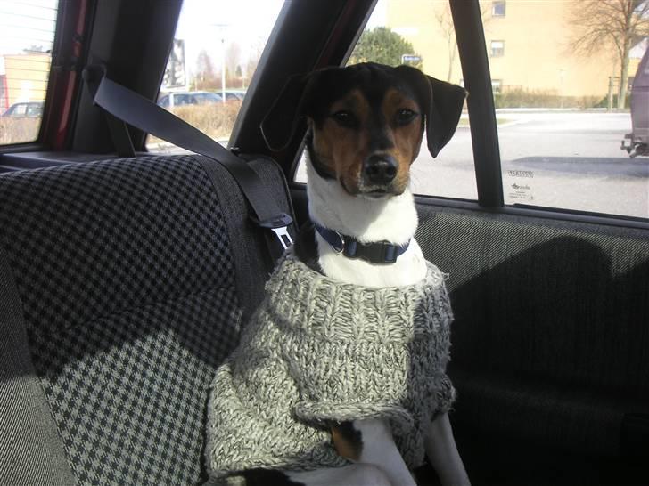 Dansk svensk gaardhund Speedy  billede 14