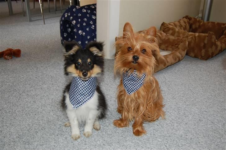 Shetland sheepdog Lucca - Miki og Lucca 6. maj 2008 billede 15