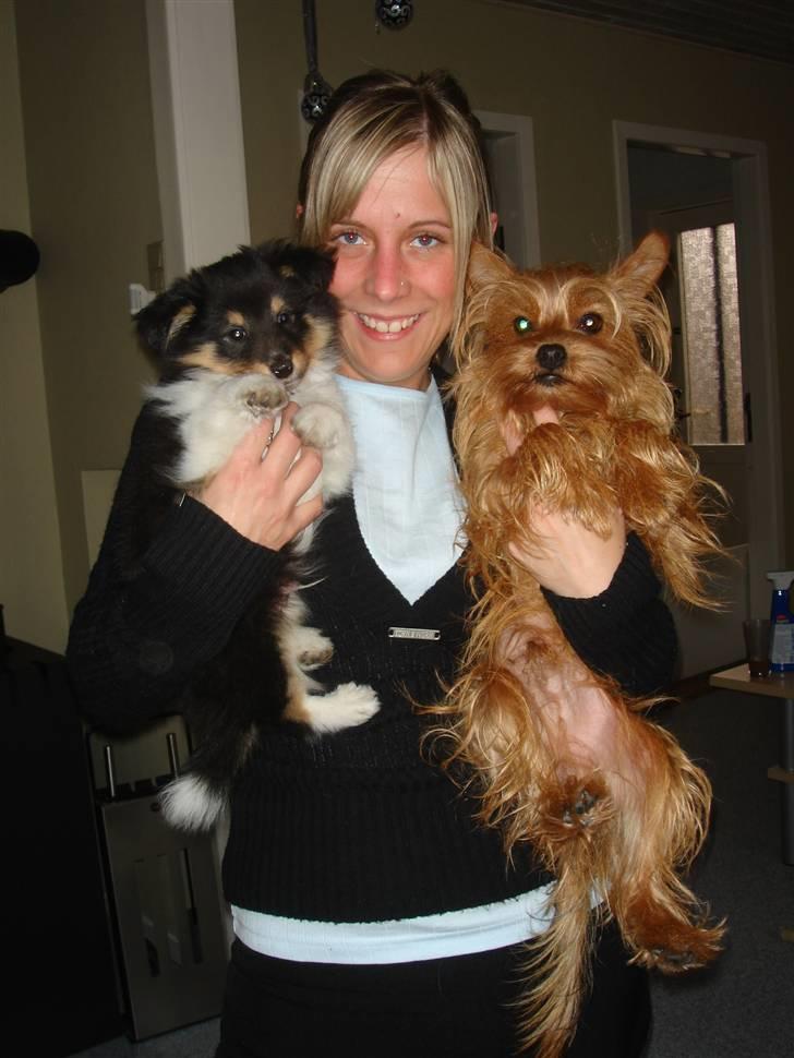 Shetland sheepdog Lucca billede 16