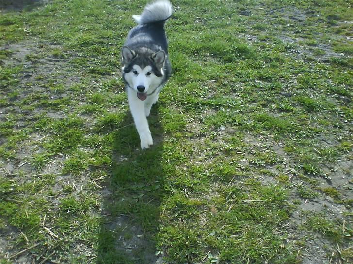 Alaskan malamute Sunset billede 1