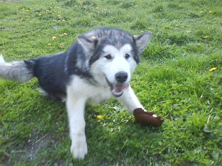 Alaskan malamute Sunset billede 2