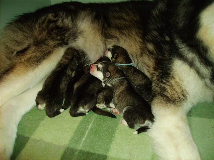 Alaskan malamute Sunset - Det er mig der ligger med den grå snor. billede 3