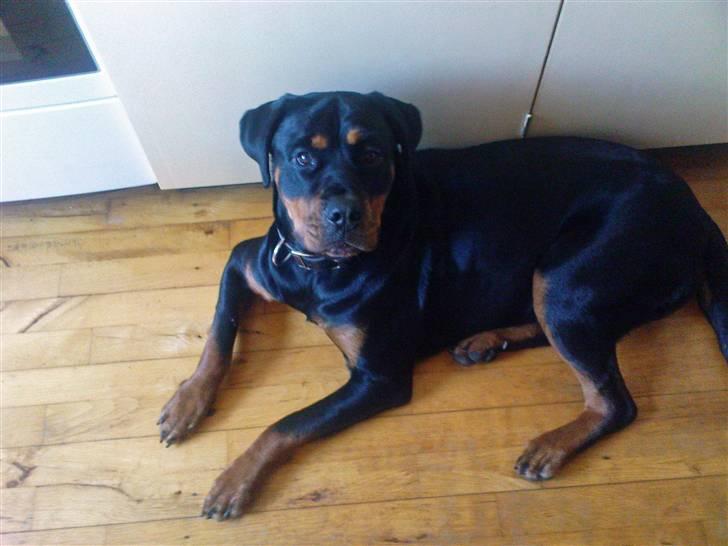 Rottweiler freja død 9/7-08 - heeeejjj moar  billede 12