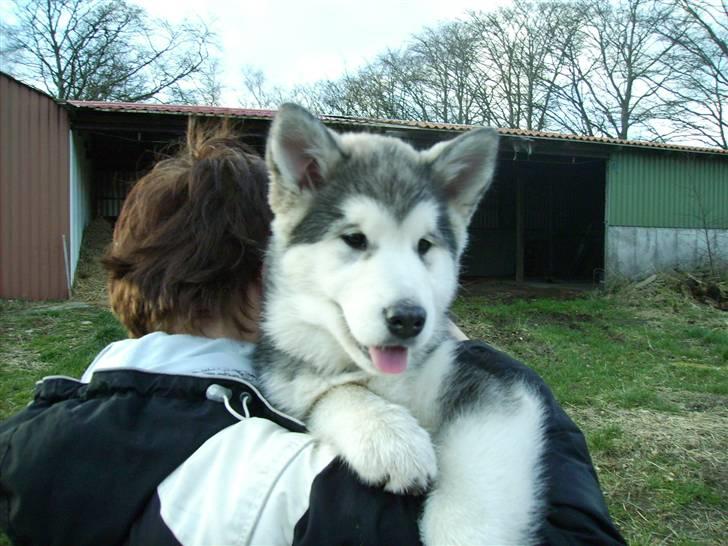 Alaskan malamute Sunset billede 4