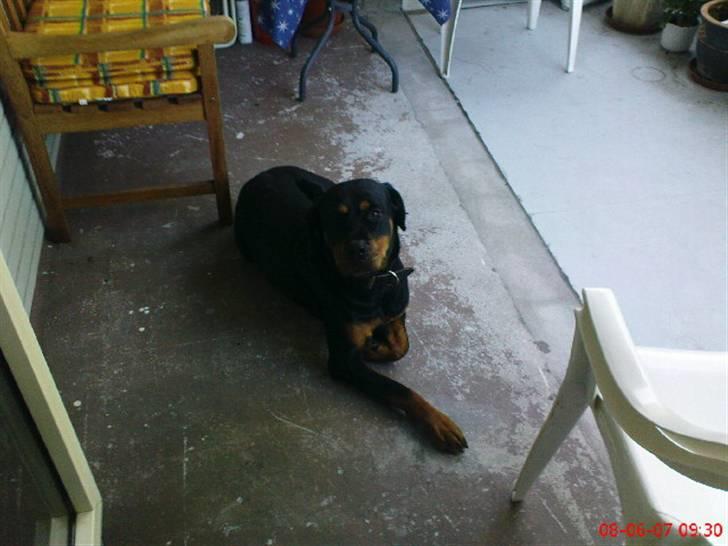 Rottweiler freja død 9/7-08 billede 13