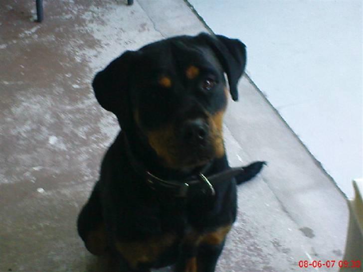 Rottweiler freja død 9/7-08 billede 14