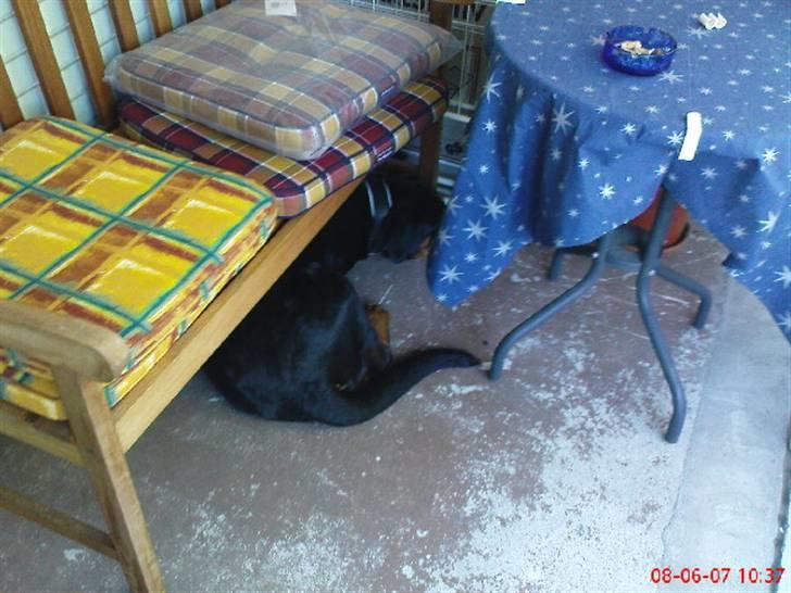 Rottweiler freja død 9/7-08 - gemmeleg billede 15