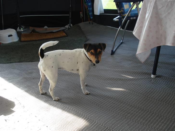 Jack russell terrier * Ida <'3 * - På camping med naboerne mens de andre er til konfirmation. billede 17